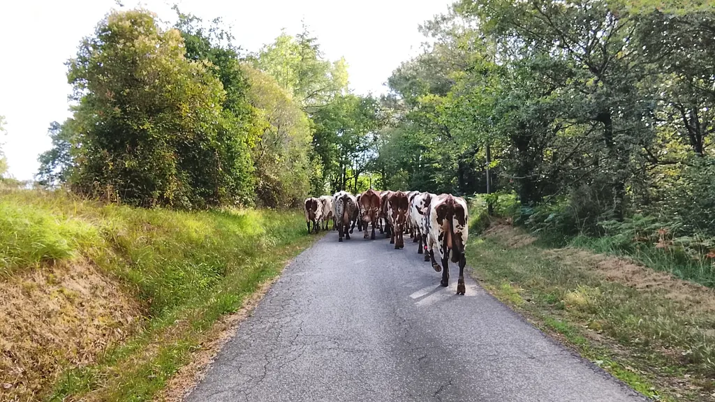 Un troupeau de vaches sur un chemin de campagne bordé de prés, à Orthez